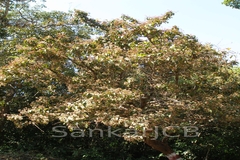 Ixora brachiata